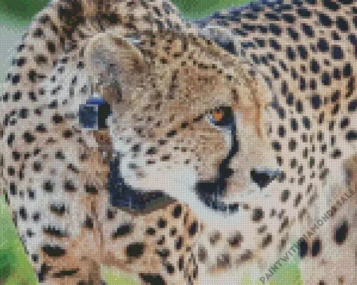 Asiatic Cheetah Diamond Painting