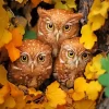 Autumn Group Of Owls Diamond Painting