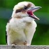 Baby Kookaburra Close Up Diamond Painting