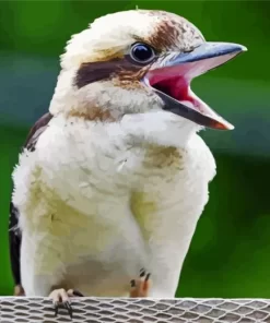 Baby Kookaburra Close Up Diamond Painting