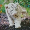 Baby Albino Tiger Diamond Painting