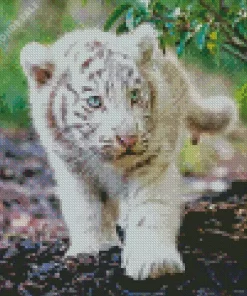 Baby Albino Tiger Diamond Painting