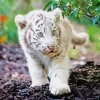 Baby Albino Tiger Diamond Painting