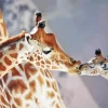 Baby And Mom Giraffe Diamond Painting