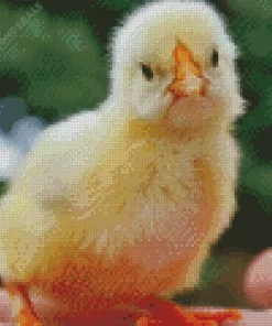 Baby Chick Diamond Painting