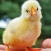 Baby Chick Diamond Painting