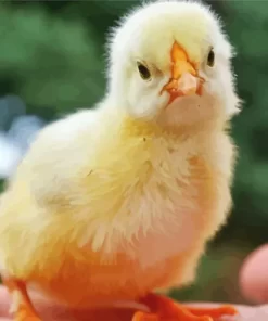 Baby Chick Diamond Painting