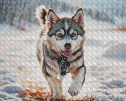 Baby Husky Diamond Painting