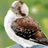 Baby Kookaburra Art Diamond Painting