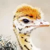 Baby Ostrich Diamond Painting