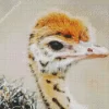 Baby Ostrich Diamond Painting