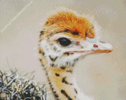 Baby Ostrich Diamond Painting