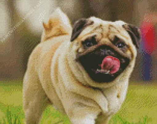 Baby Pug Diamond Painting