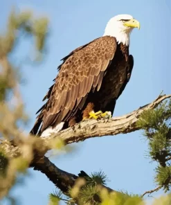 Bald Eagle Art Diamond Painting