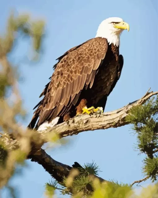 Bald Eagle Art Diamond Painting