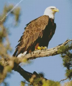 Bald Eagle Art Diamond Painting