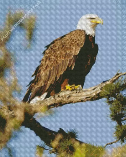 Bald Eagle Art Diamond Painting