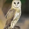 Barn Owls Diamond Painting