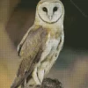 Barn Owls Diamond Painting