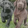 Black VS Chocolate Lab Puppies Diamond Painting