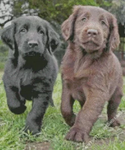 Black VS Chocolate Lab Puppies Diamond Painting