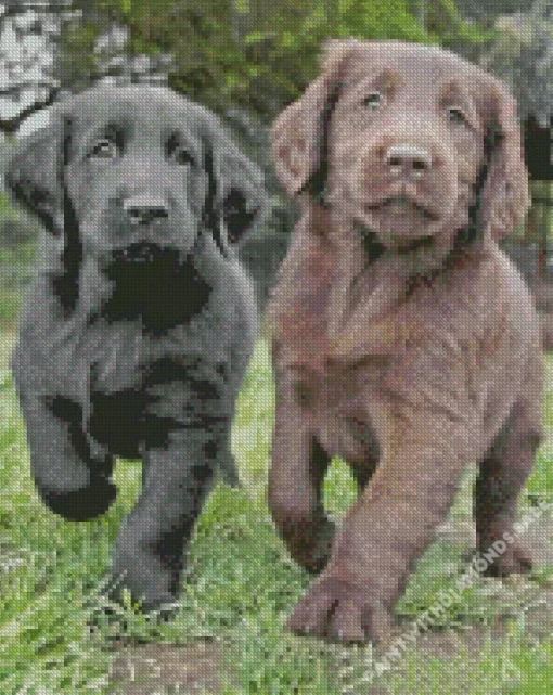 Black VS Chocolate Lab Puppies Diamond Painting