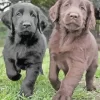 Black VS Chocolate Lab Puppies Diamond Painting