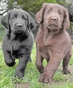 Black VS Chocolate Lab Puppies Diamond Painting