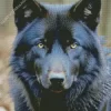 black wolf head Diamond Painting