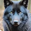 black wolf head Diamond Painting