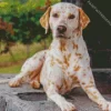 Blond Dalmatian Diamond Painting