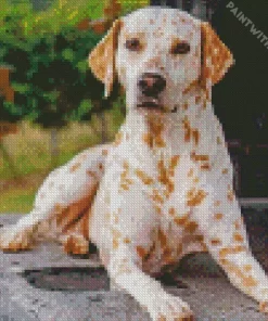 Blond Dalmatian Diamond Painting