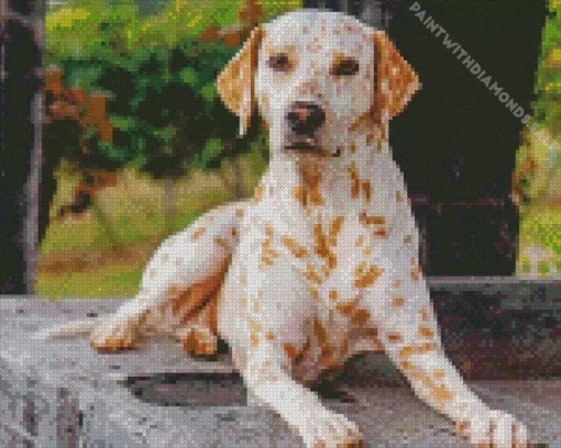 Blond Dalmatian Diamond Painting