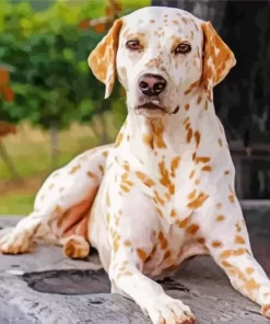 Blond Dalmatian Diamond Painting