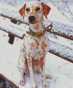 Blond Dalmatian Dog Diamond Painting