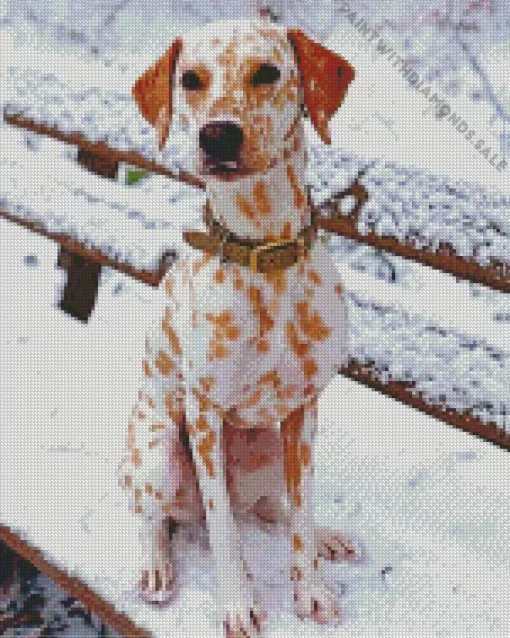 Blond Dalmatian Dog Diamond Painting