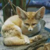 Blond Fox Diamond Painting