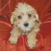 Blond Morkie Dog Diamond Painting