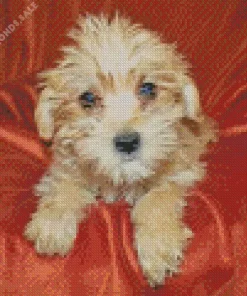 Blond Morkie Dog Diamond Painting