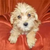 Blond Morkie Dog Diamond Painting