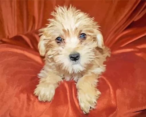 Blond Morkie Dog Diamond Painting