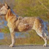 Blonde Australian Cattle Dog Diamond Painting