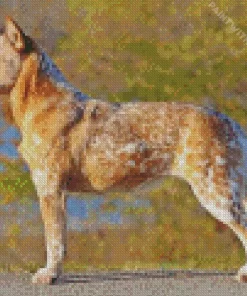 Blonde Australian Cattle Dog Diamond Painting