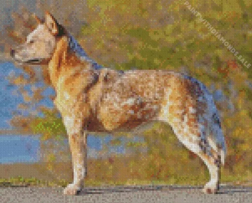 Blonde Australian Cattle Dog Diamond Painting