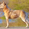 Blonde Australian Cattle Dog Diamond Painting