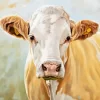 Blonde Cow Art Diamond Painting