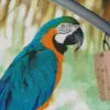 Blue And Gold Macaw Diamond Painting