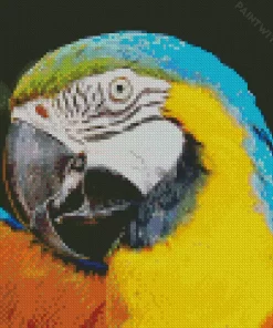 Blue And Gold Macaws Diamond Painting