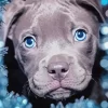 Blue Eyed Staffy Dog Diamond Painting