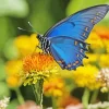 Blue Monarch Butterfly Diamond Painting